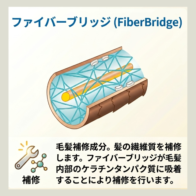 サンコール フェルエ モル プロトプラス