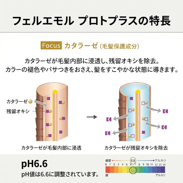 サンコール フェルエ モル プロトプラス